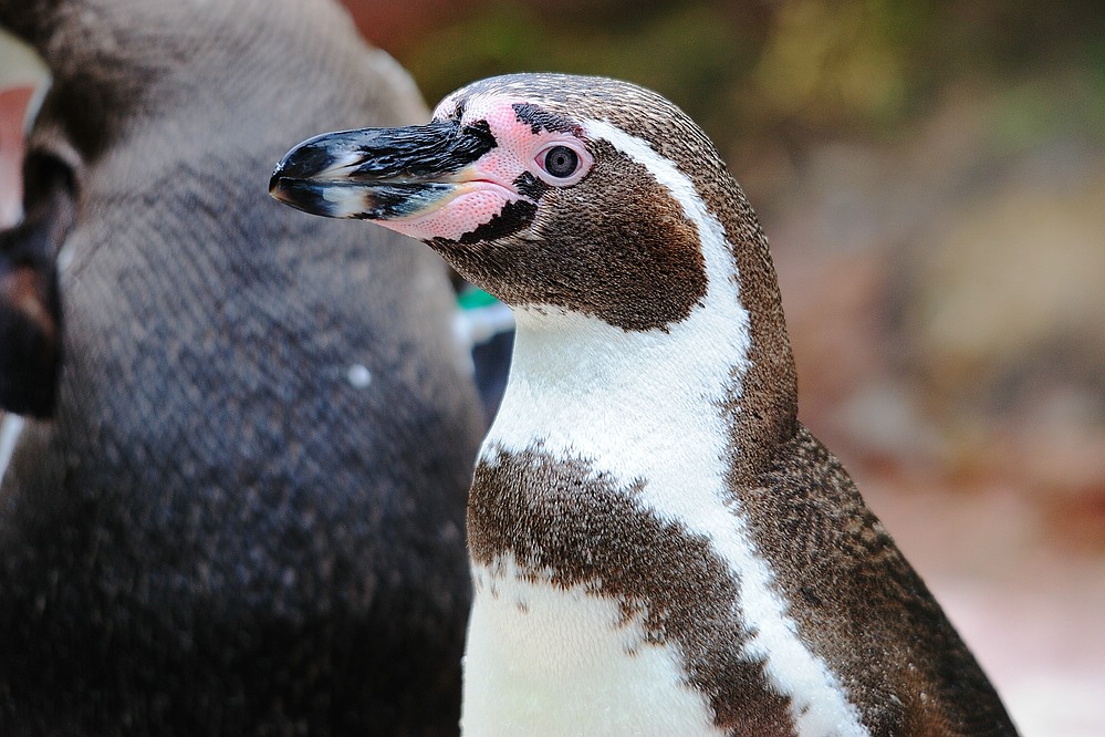 Pinguin5