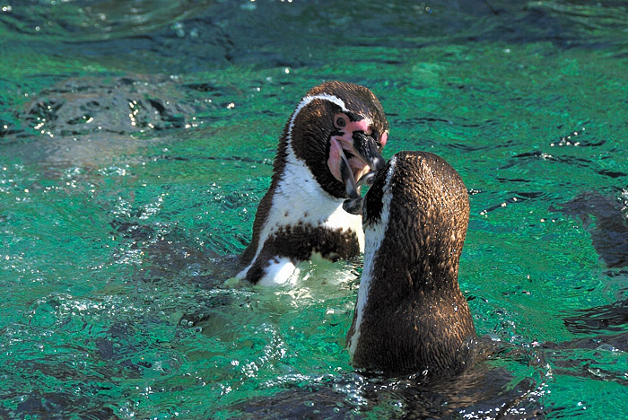 Pinguine in Schoenbrunn