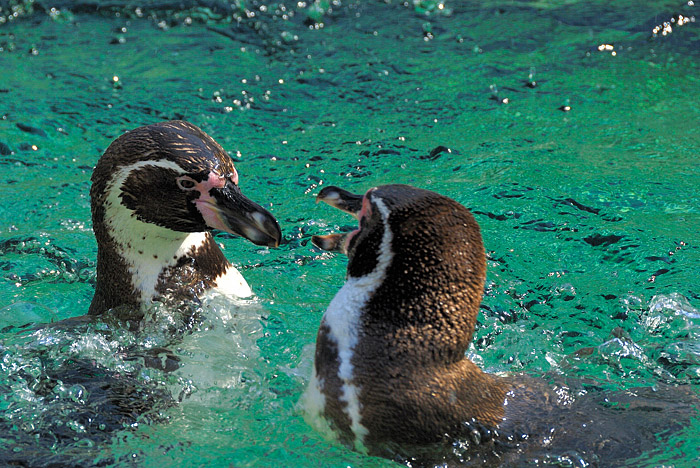 Pinguine in Schoenbrunn