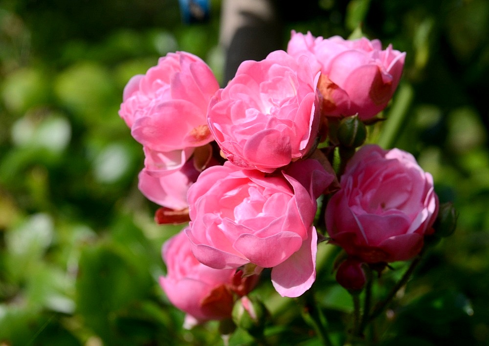 pink02