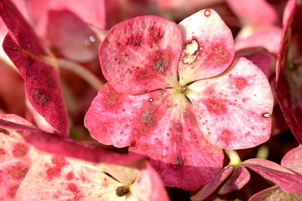 pink03