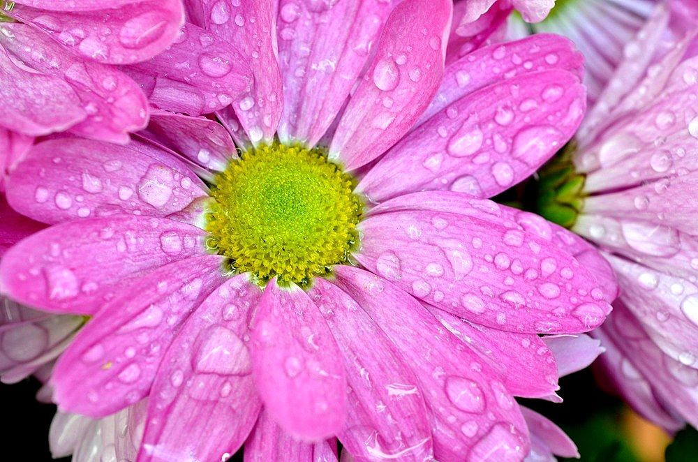 pink05