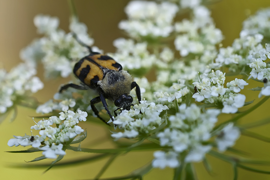 Pinselkäfer