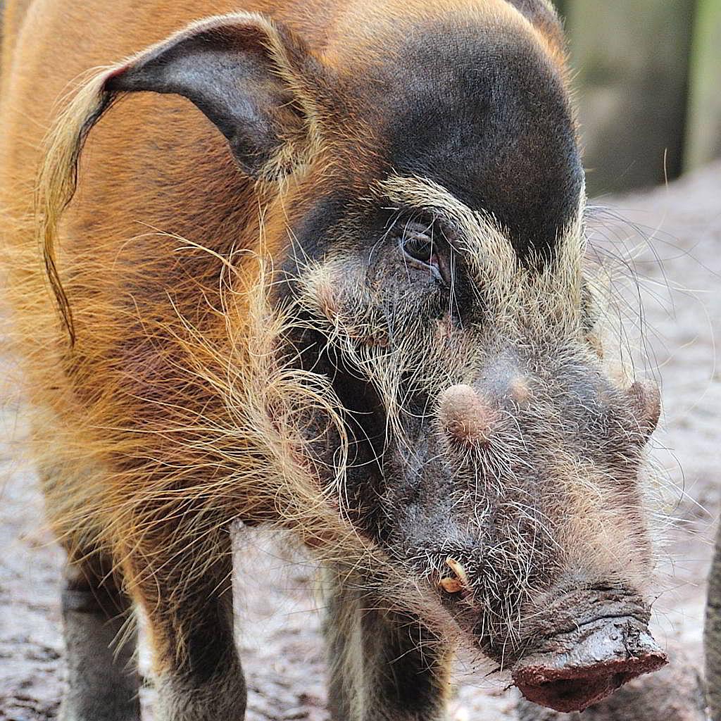Pinselohrschwein klein