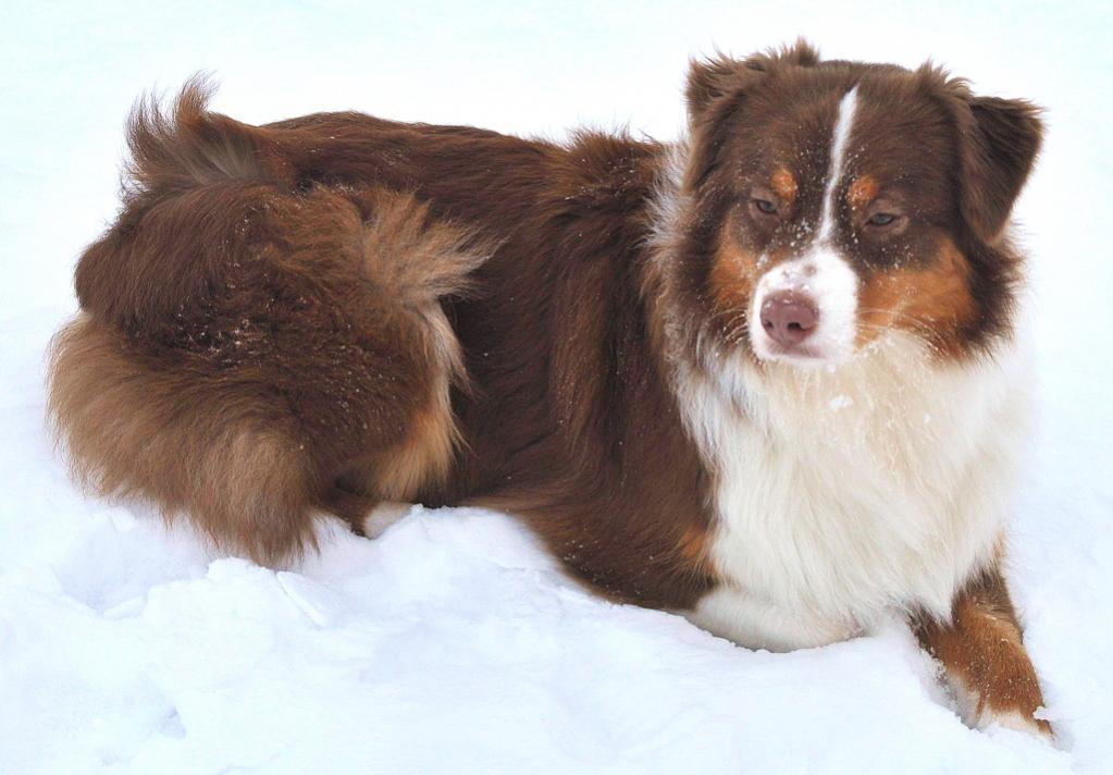 Piper 2010