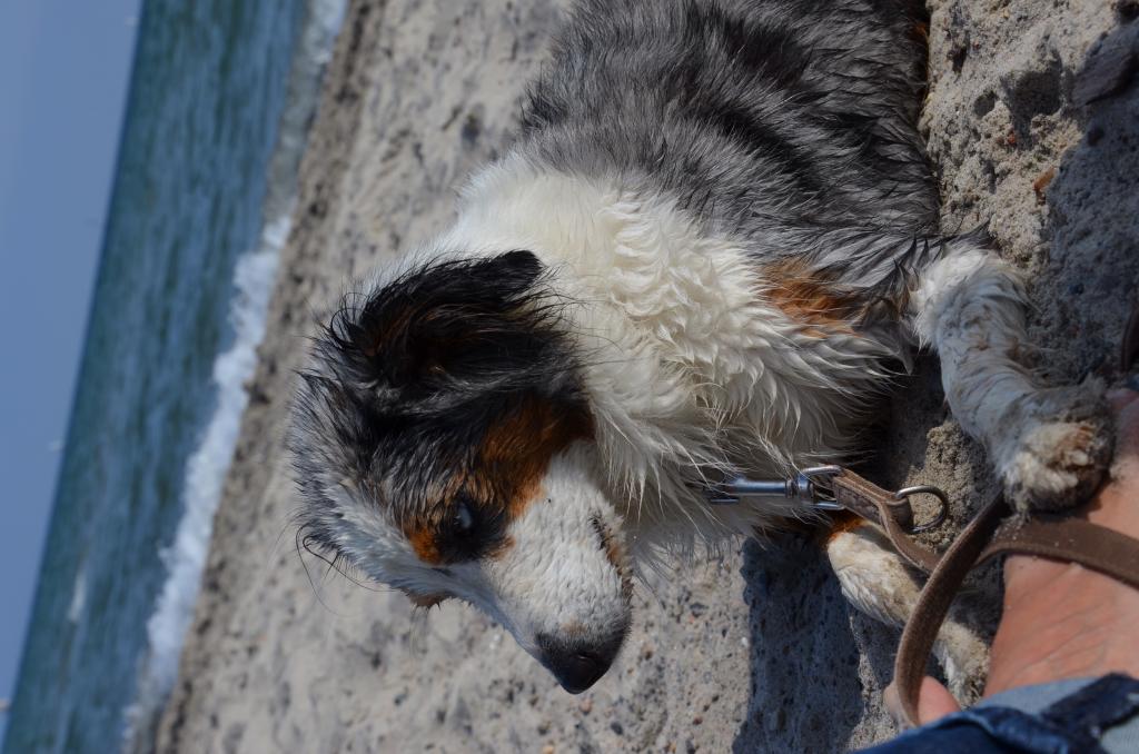 Piper unser zweiter Miniature Australian Shepherd