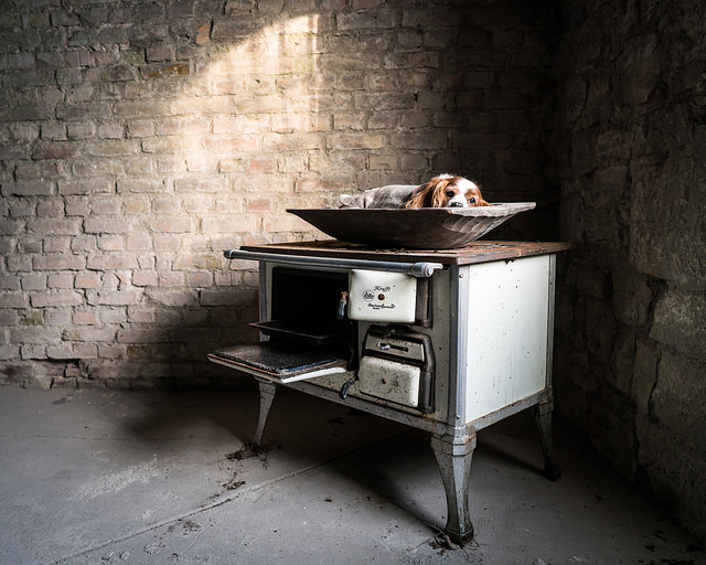 Pipo, King charles cavalier, spaniel