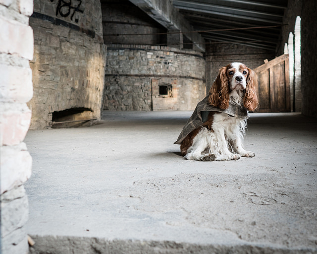 Pipo, King charles cavalier, spaniel