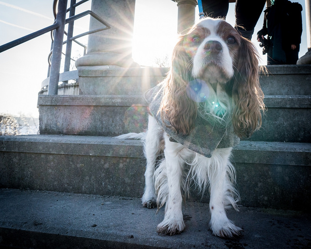 Pipo, King charles cavalier, spaniel