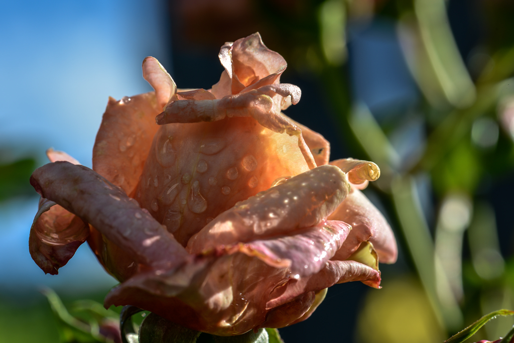PJA2507 D800 105 Tropfenrose1 Web