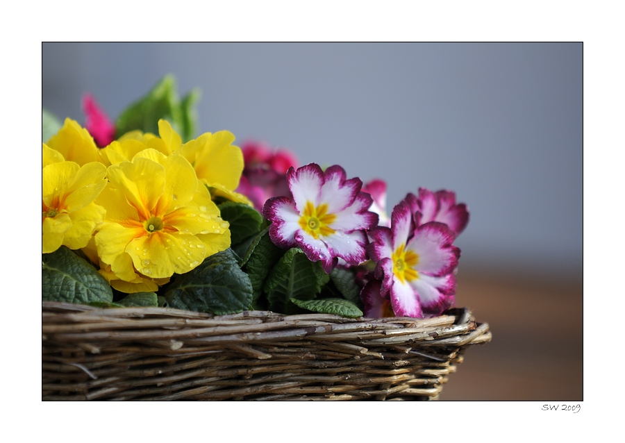 Plümchen @2.8
(Sigma 70-200mm F2,8 EX DG Makro HSM II)