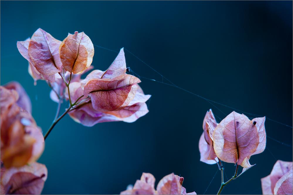 Plümchen mit D700 und AF-S VR 4/200-400 & TC17-E II