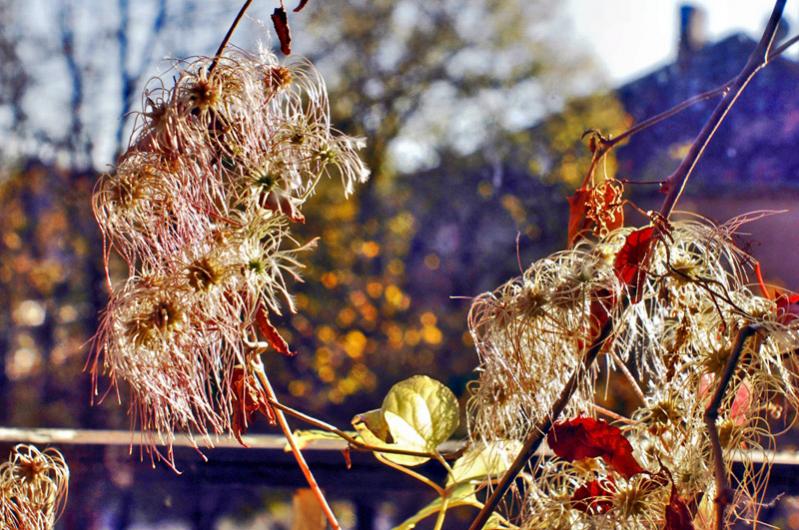 plants in autumn