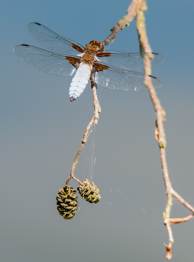 Plattbauch 600 mm