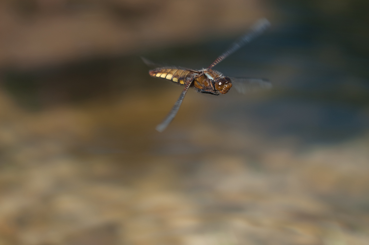 Plattbauch im Flug1