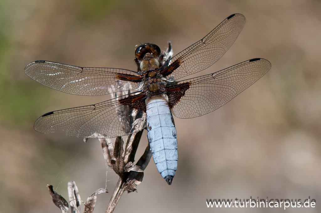Plattbauch   Libelle (1 von 1)