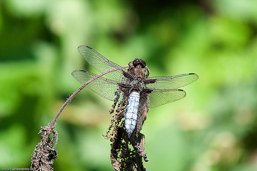 Plattbauch Libelle   Libellula depressa
