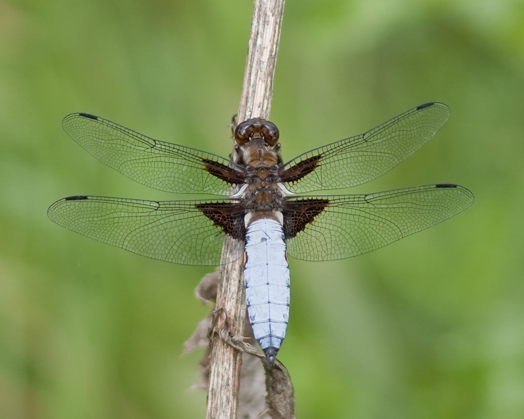 Plattbauch - Libellula depressa
Wien 10
D300 AF300/4 PK13
