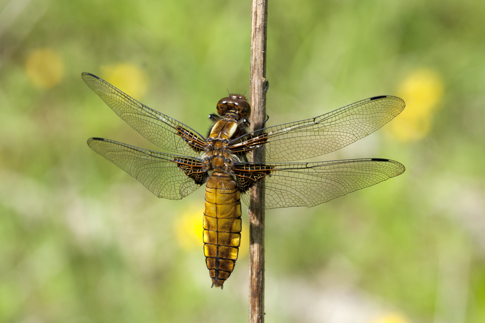 Plattbauchlibelle (w)