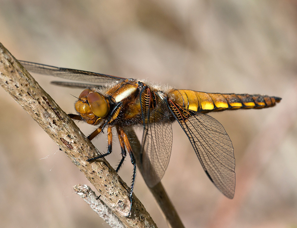 Plattbauchlibelle (w)