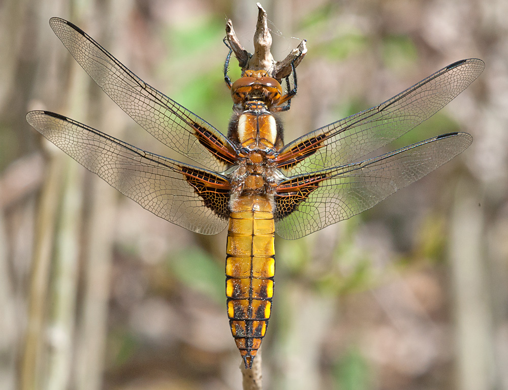 Plattbauchlibelle (w)