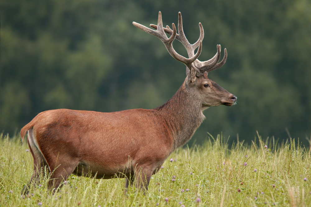Platzhirsch a22056729