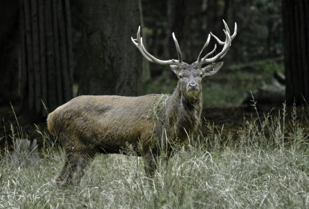 platzhirsch