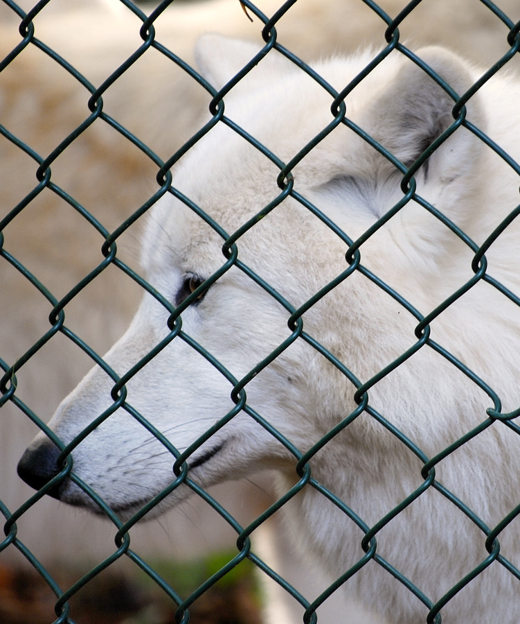 polar