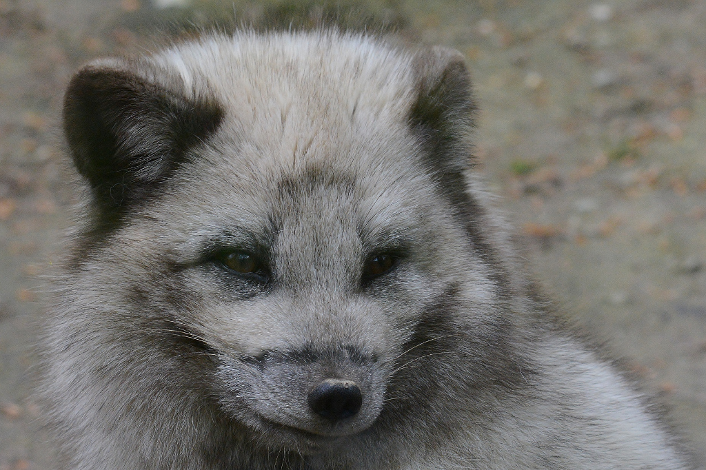 Polarfuchs