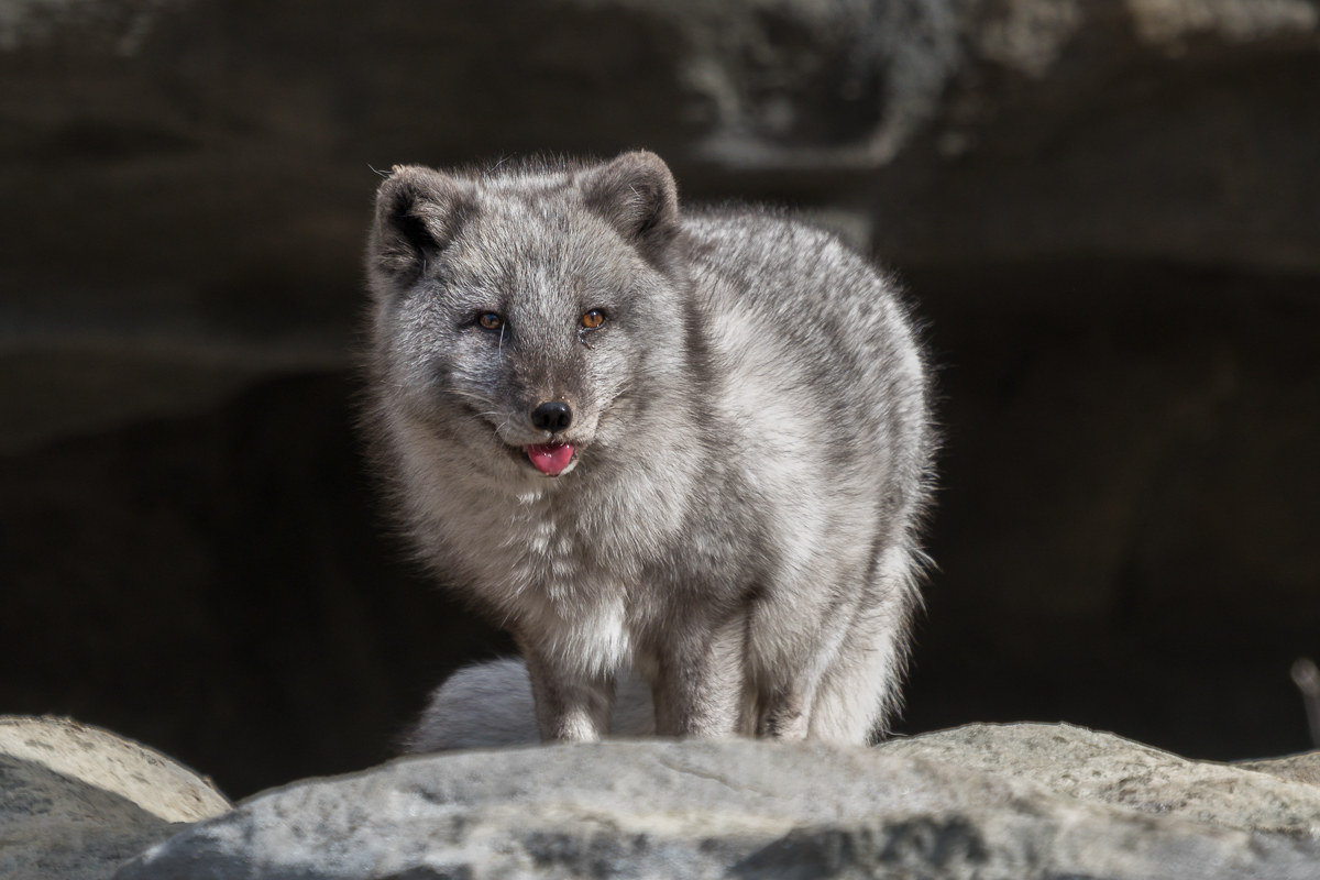Polarfuchs