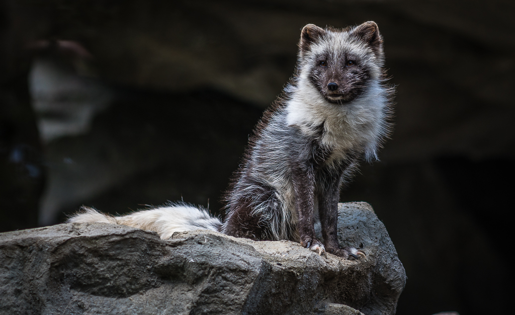 Polarfuchs