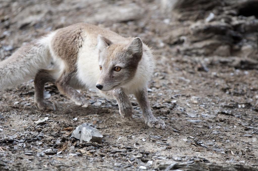 Polarfuchs