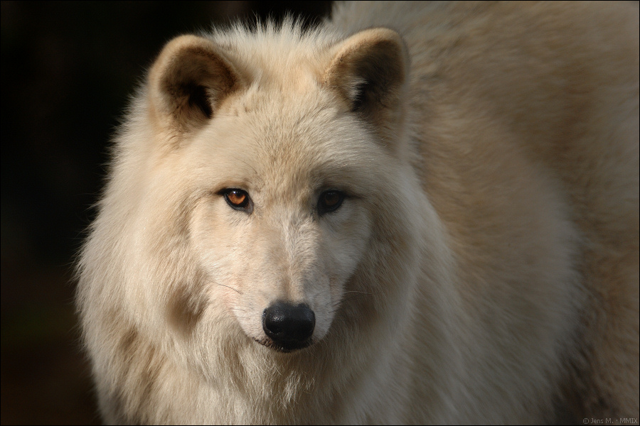 Polarwolf D2X 0571 2

EXIFs:
Handling: Manfrotto MA 190 Pro + Markins M10 + Wimberley SK-100 Sidekick
Kamera: NIKON D2X
Objektiv: AF-S VR Zoom-Nikkor 
