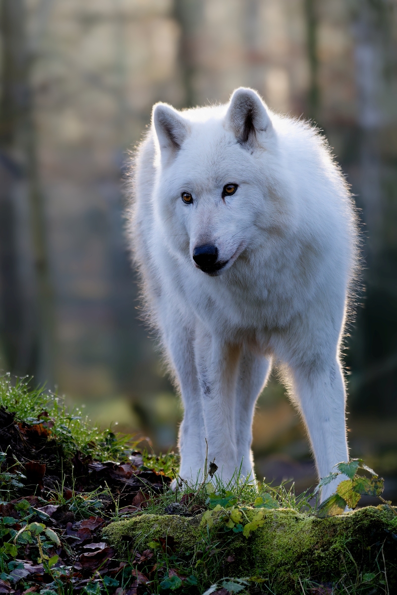 Polarwolf.jpg