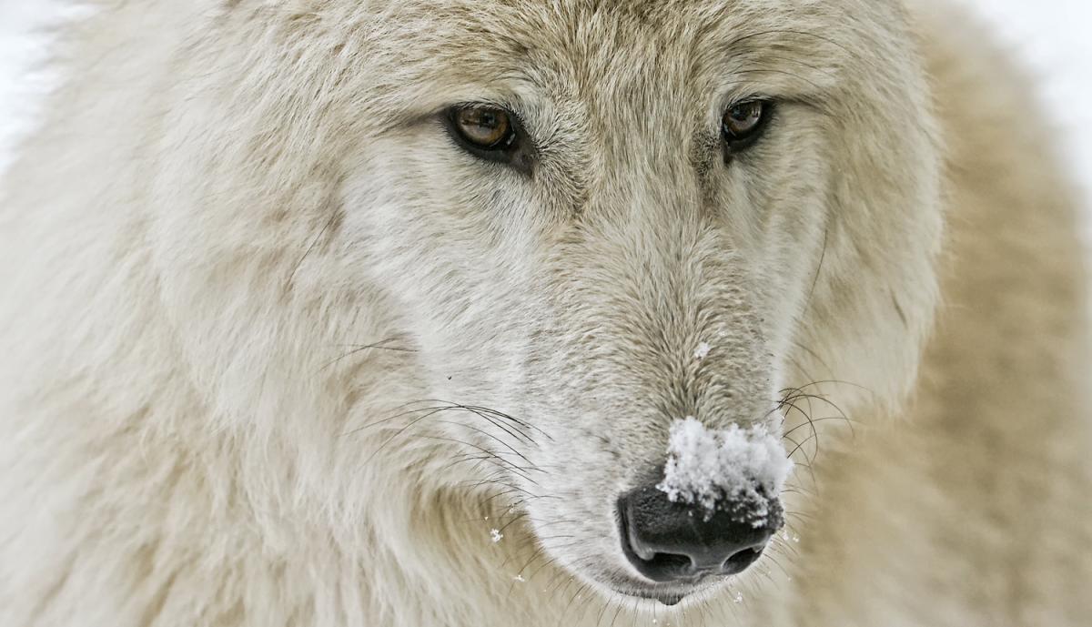 Polarwolf