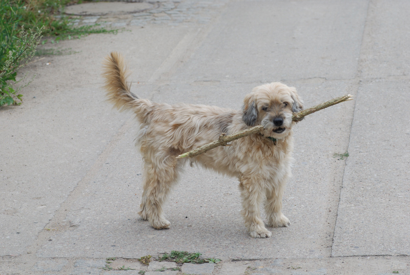 polly