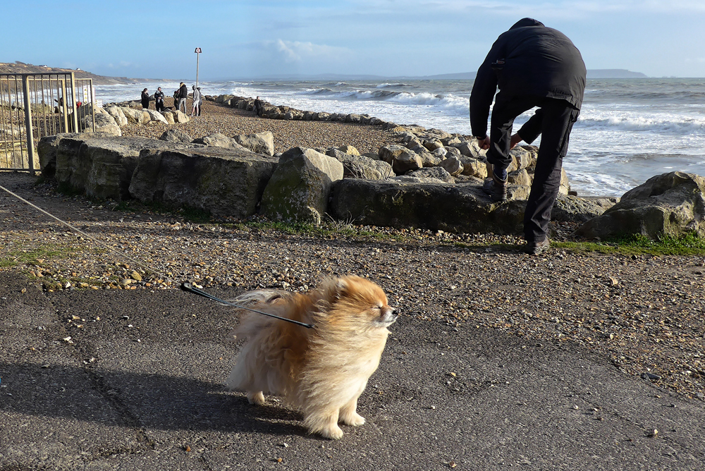 Pomeranian.jpg