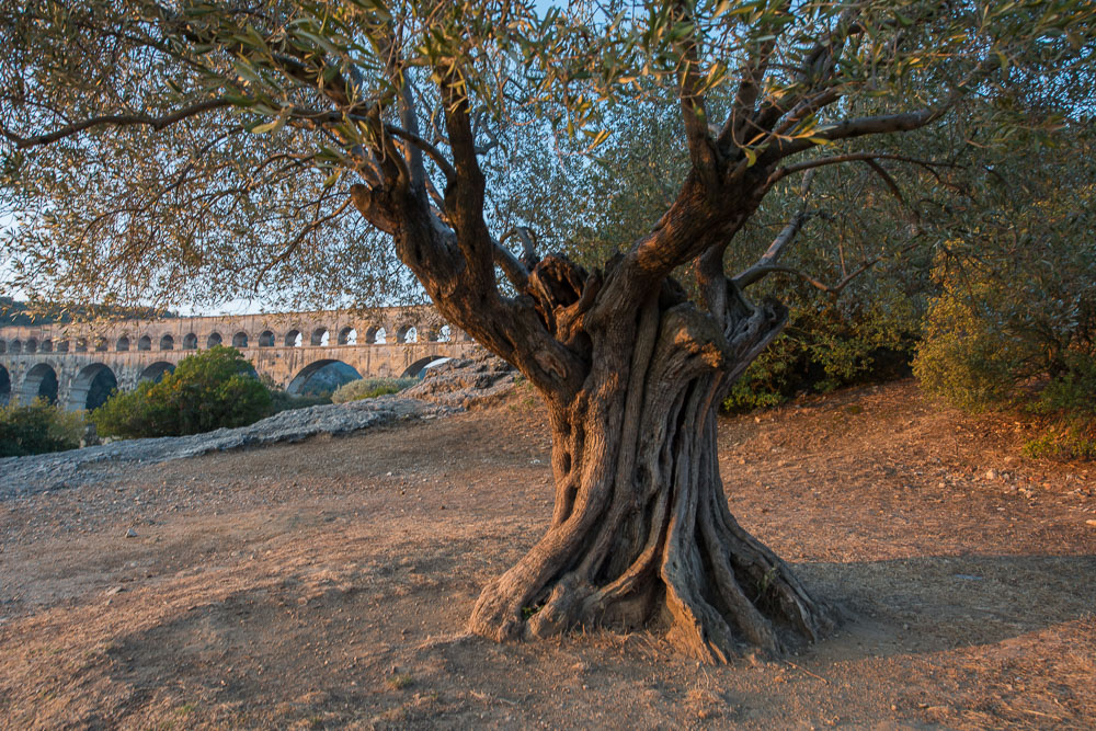 Pont du Gard 004