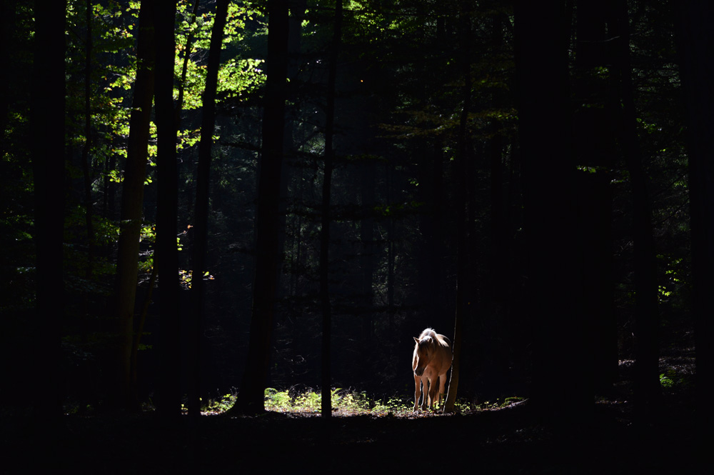 Pony auf der Lichtung