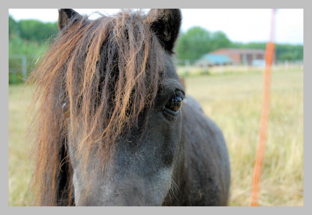 pony