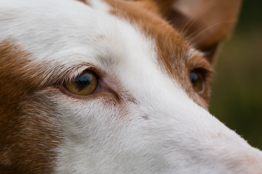 Ponys eyes