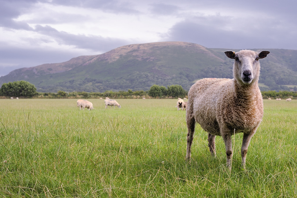 Porlock (Somerset)