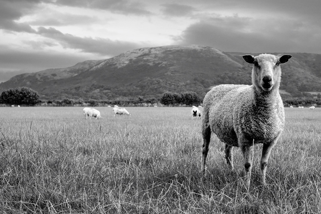 Porlock (Somerset)
