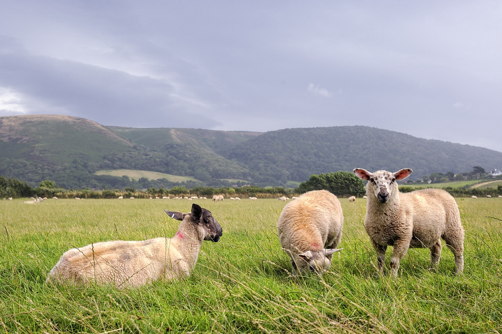 Porlock (Somerset)