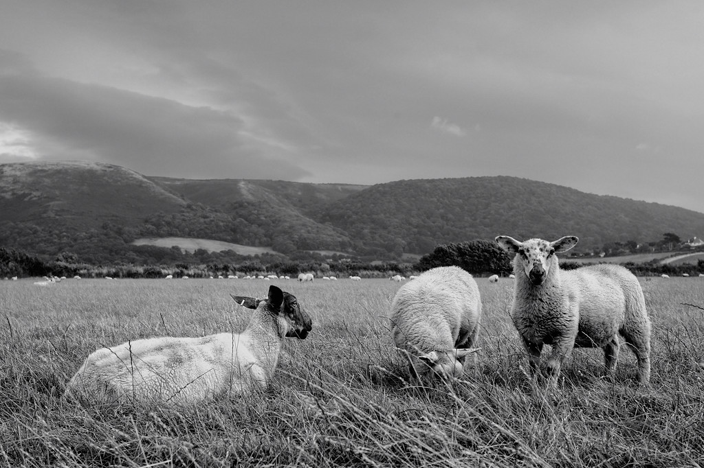 Porlock (Somerset)