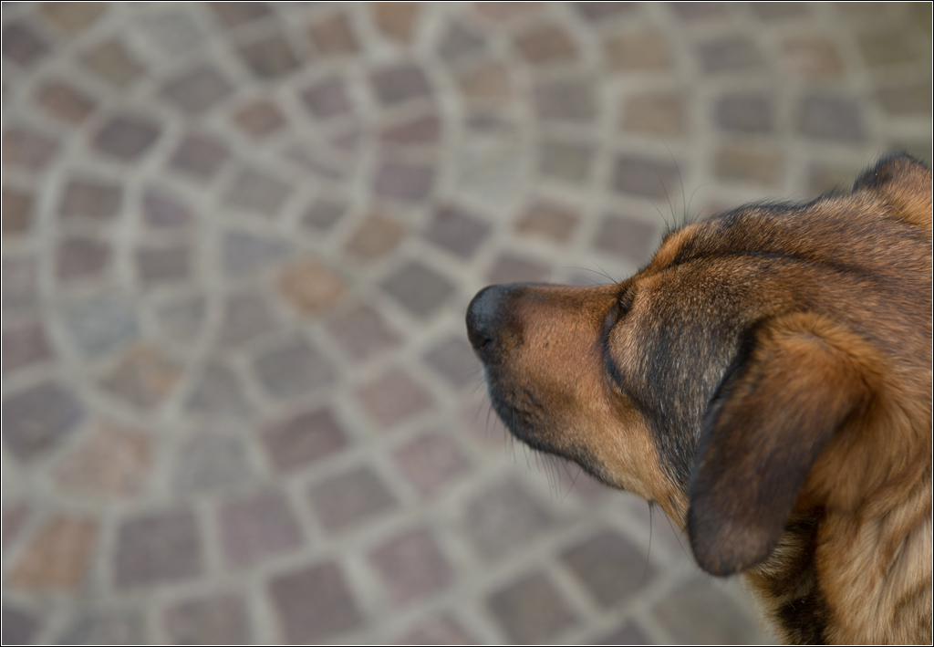 porphyrhund