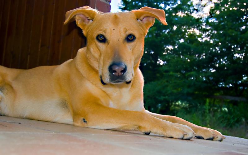 portatrait of  natas dog