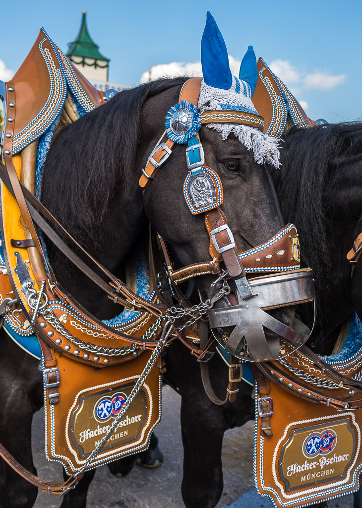 Porträt Bräuross Wiesn