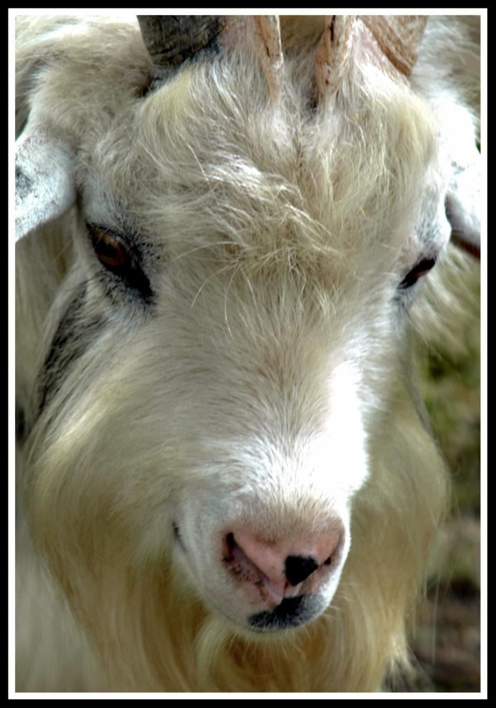 Portrait einer Zige
