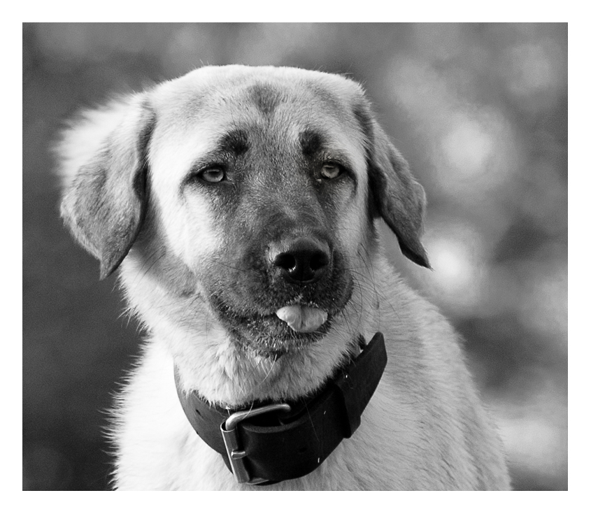 Portrait eines Türken in bw